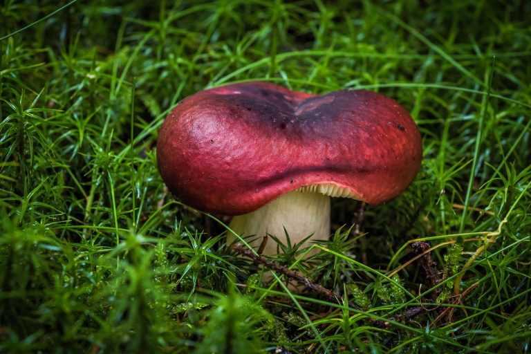 Home Illustratie van het geheim van paddenstoelen en hun rol in de natuur en gezondheid